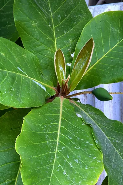 Terminalia Catappa
