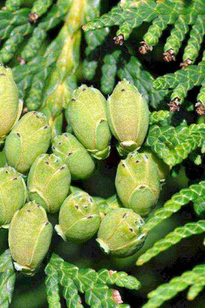 Thuja occidentalis шишки