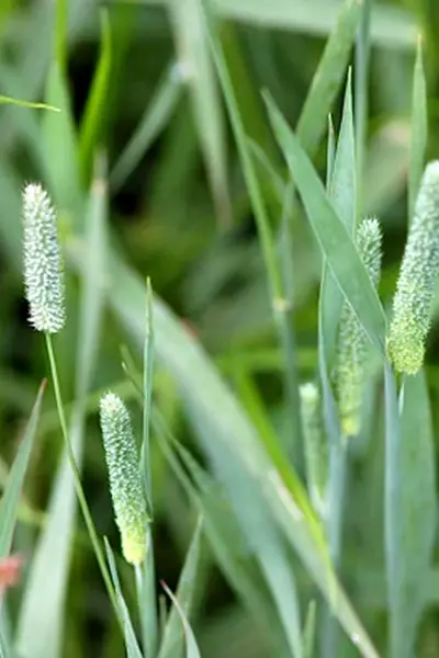 Тимофеевка Луговая Phleum pratense