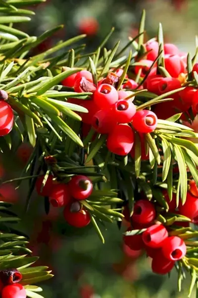 Тисс Taxus baccata