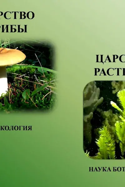 Царство грибы наука