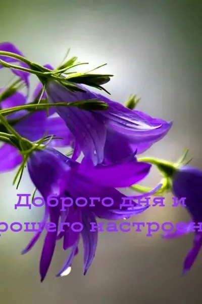Цветок доброе утро садовый
