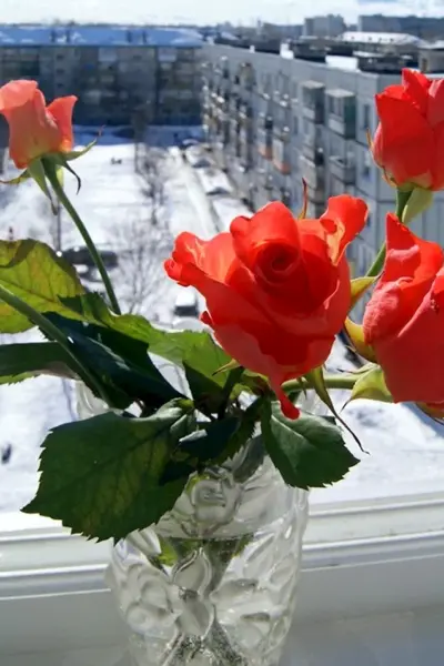 Цветы на зимнем подоконнике