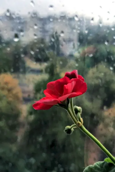 Цветы печали
