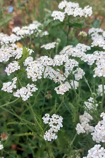 Тысячелистник Сербский Achillea serbiса