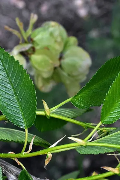 Ulmus pumila