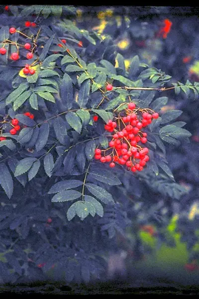 Уральская рябина