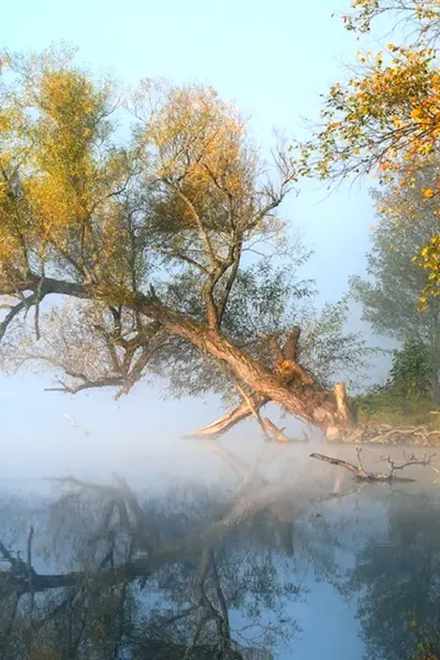 Утро осень