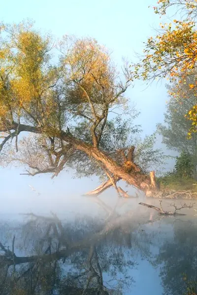 Утро осень