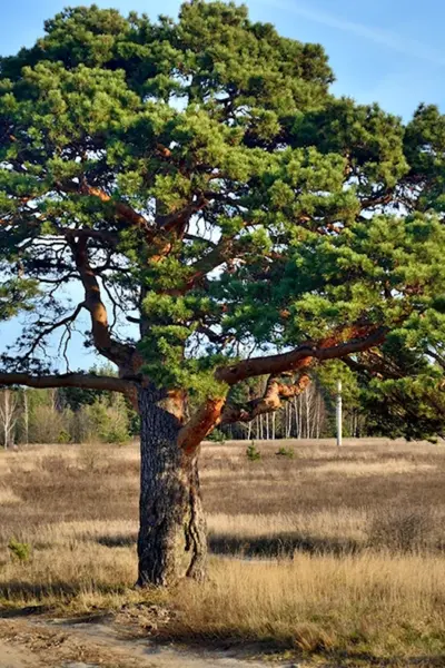 Вековая сосна Белокуриха