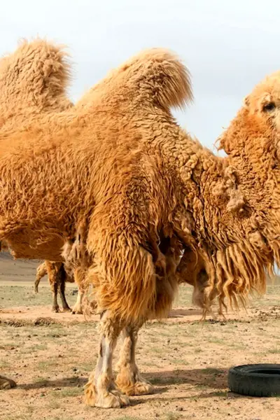 Верблюжья ферма Royal Camel Farm