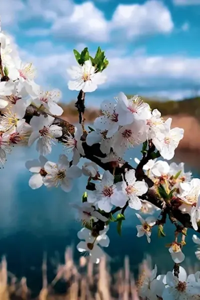 Весенняя природа