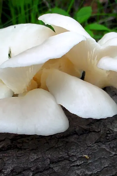 Вешенка легочная Pleurotus pulmonarius