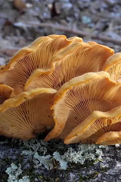 Вёшенка оранжевая Phyllotopsis nidulans