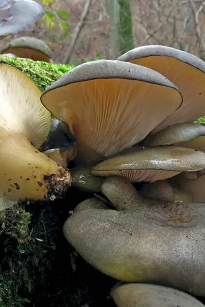 Вешенка поздняя Panellus serotinus