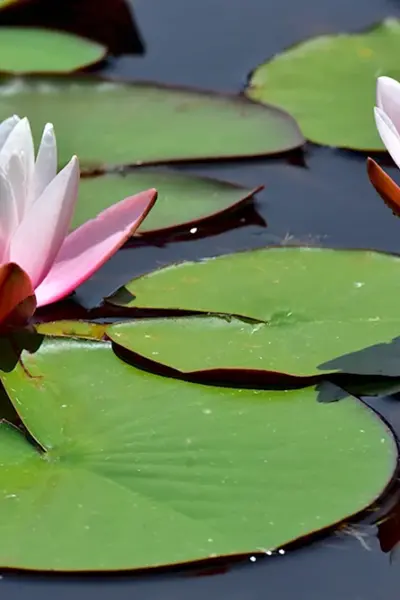 Водяная ЛилияNymphaea