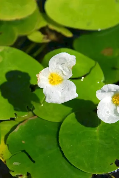 Водокрас Лягушачий