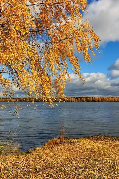 Волга река Березка