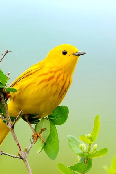 Yellow Warbler птица
