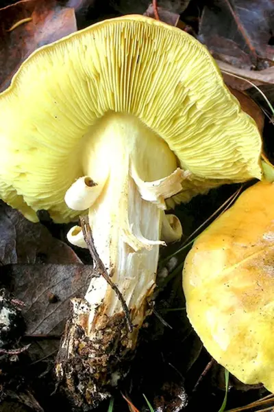 Зеленушка Tricholoma equestre