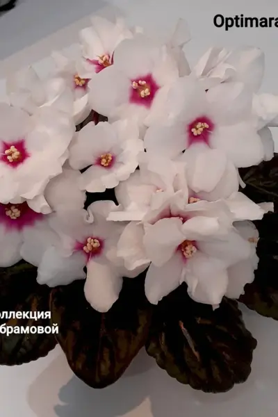 Земля сенполия Тюмень