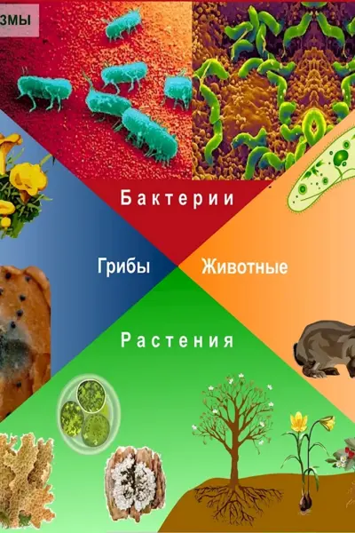 Живые организмы