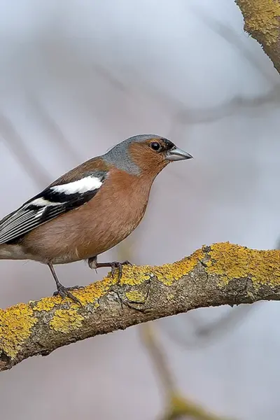 Зяблик fringilla COELEBS