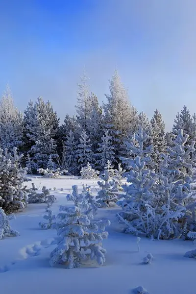 Зимняя пора