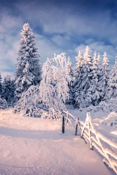 Зимняя природа