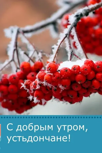 Зимняя рябина