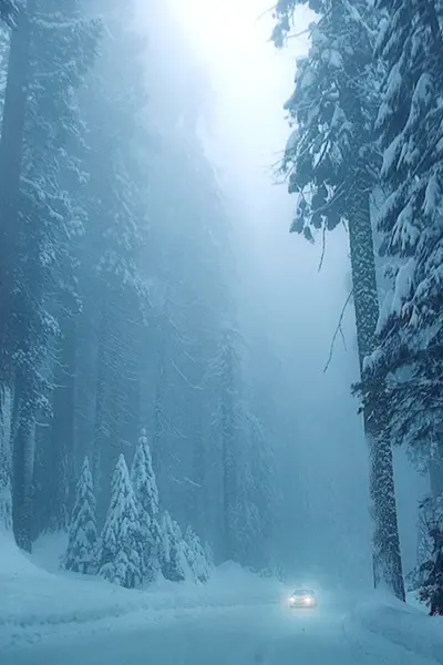 Зимний лес