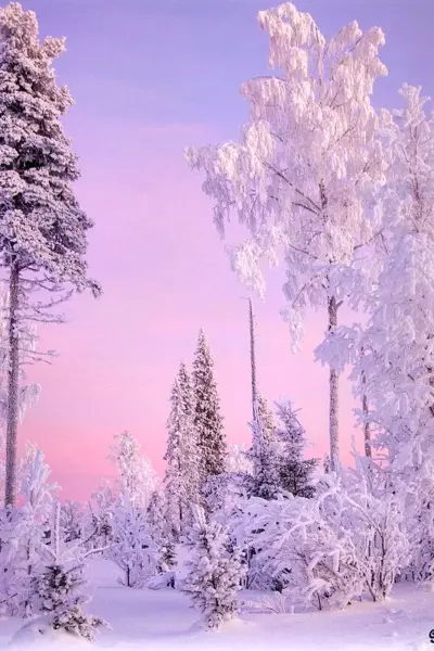 Зимний пейзаж вертикальный