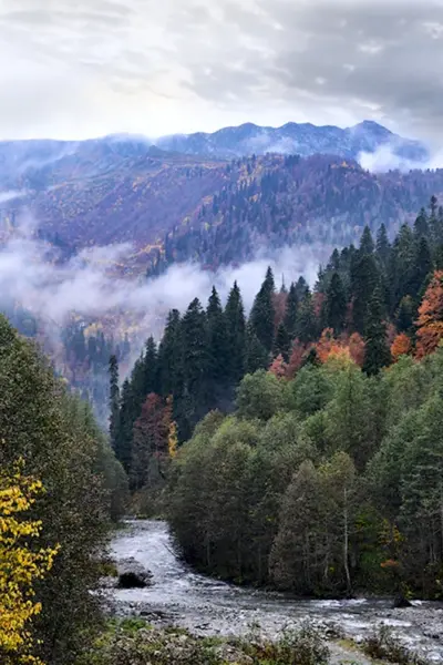 Абхазия хвойный лес