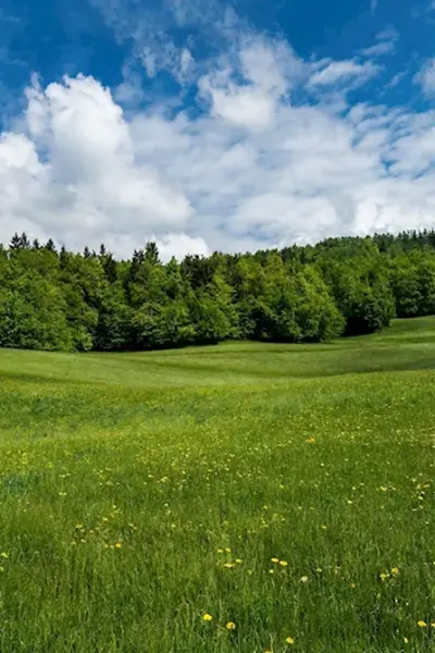 Беларусь Поляна равнинная