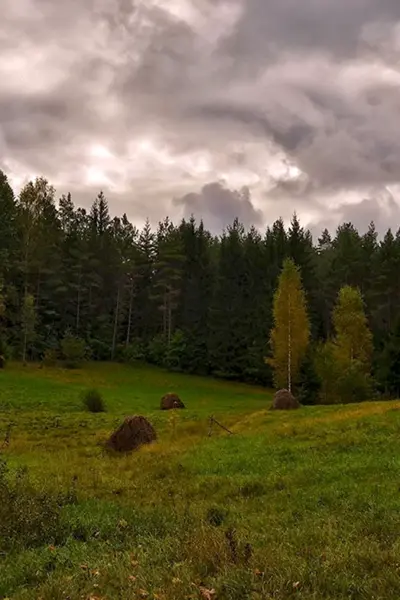 Белоруссия лес опушка