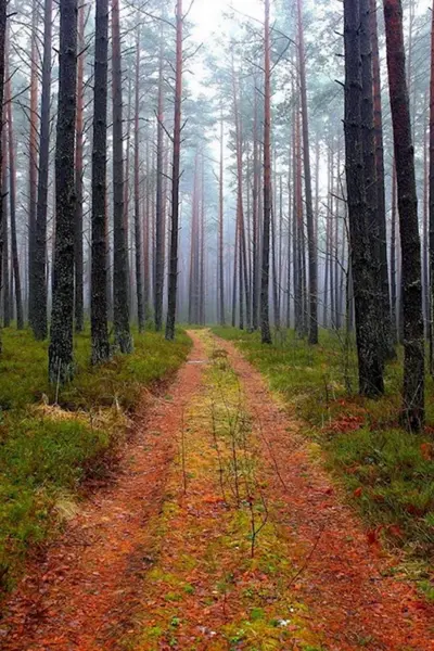 Белорусский Сосновый лес