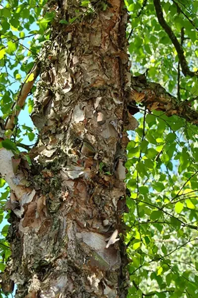Береза Даурская Betula dahurica
