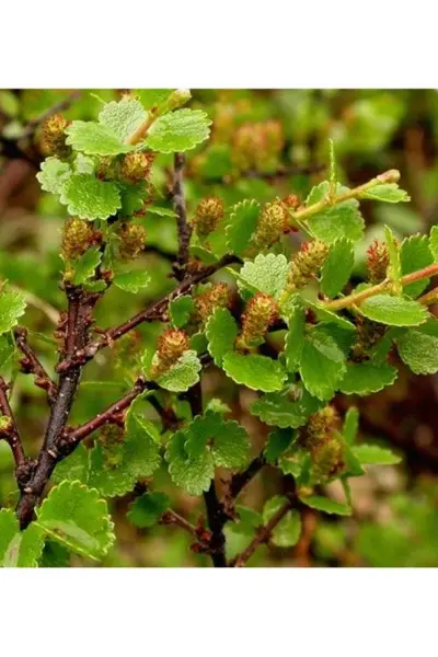 Береза карликовая Betula Nana