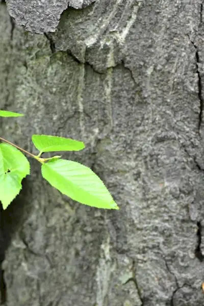 Береза Шмидта Betula schmidtii