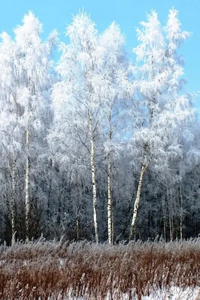 Березово-лиственничный лес