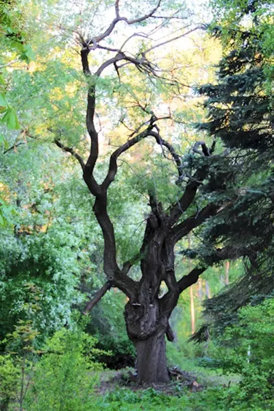Ботанический сад Самара