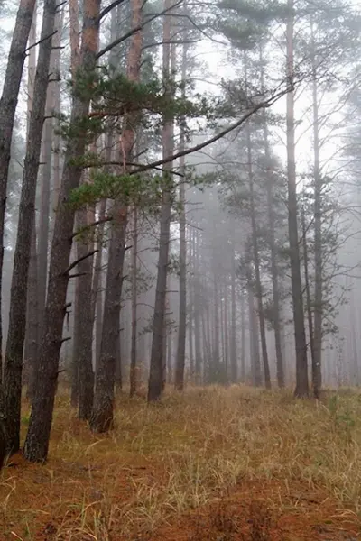 Брянский лес