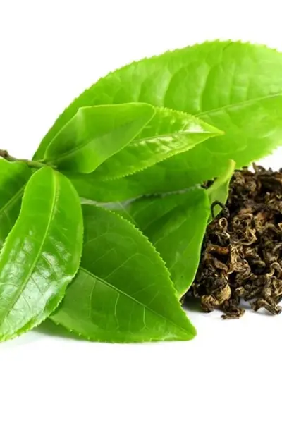 Camellia sinensis Leaf extract