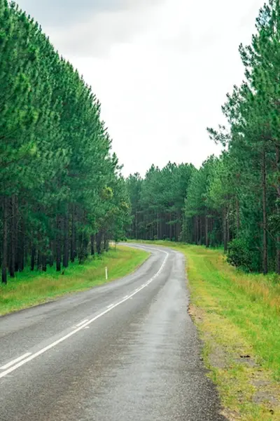 Дорога вдоль леса