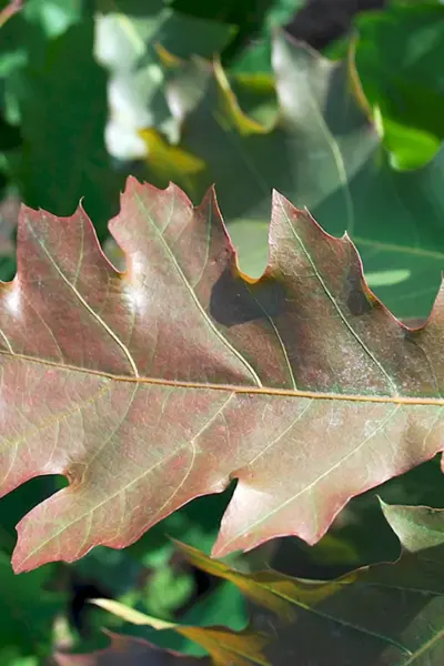 Дуб красный Quercus rubra