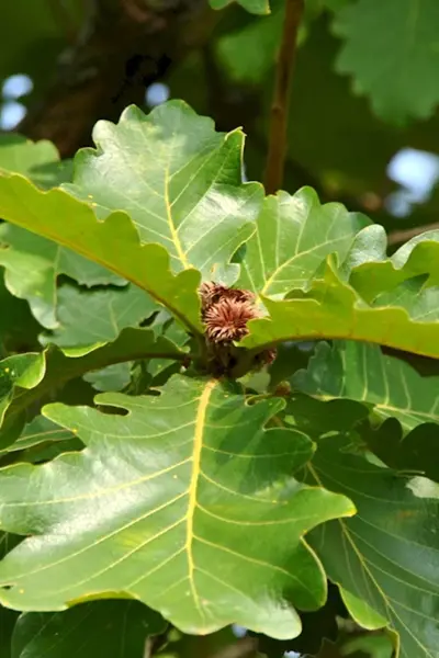 Дуб пильчатый Quercus serrata