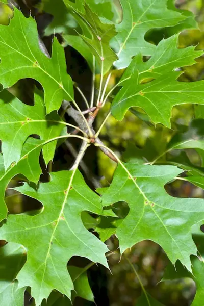 Дуб Quercus rubra