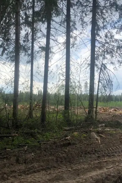 Фирсановка лес