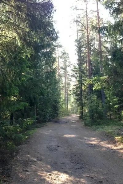 Гаврилово лес Ленинградская область