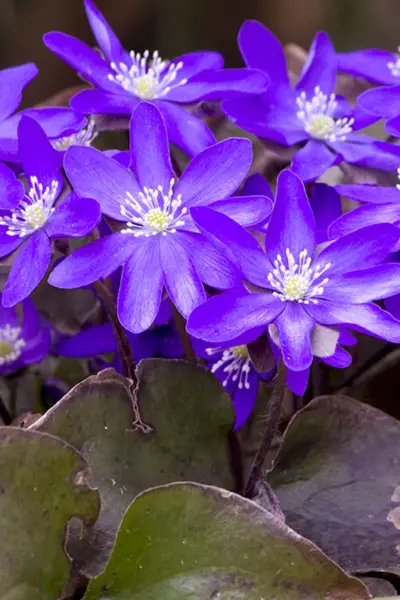 Hepatica Nobilis Purple Forest